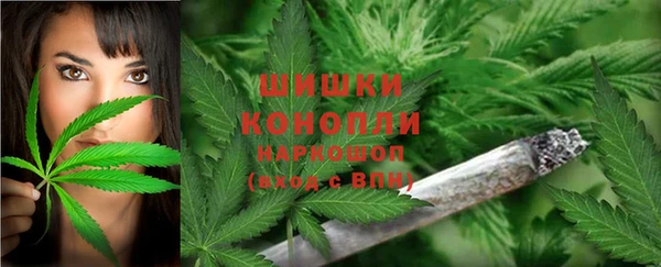 прущие грибы Гусиноозёрск